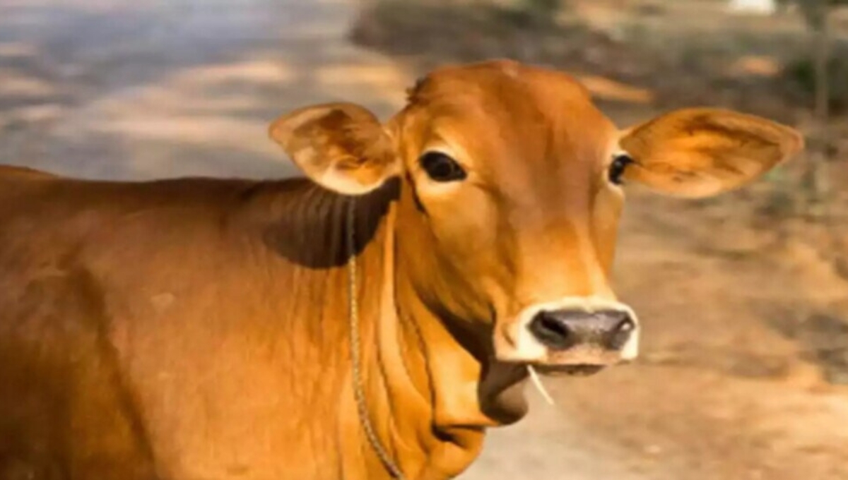 गाय पालन से बदलेगी किस्मत: UP government दे रही है ₹80,000 तक सब्सिडी और ₹15,000 तक प्रोत्साहन