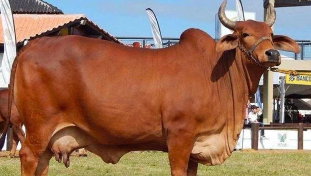 गाय पालन से बदलेगी किस्मत: UP government दे रही है ₹80,000 तक सब्सिडी और ₹15,000 तक प्रोत्साहन